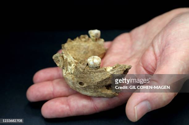Professor Israel Hershkovitz Emeritus in Anatomy and Anthropology of the Tel Aviv University shows a fossil fragment of a jaw at a TAU lab in the...
