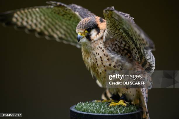 Saker Falcon is displayed at the British Falconry Fair, held at the National Centre for Birds of Prey at Duncombe Park in northern England on June...