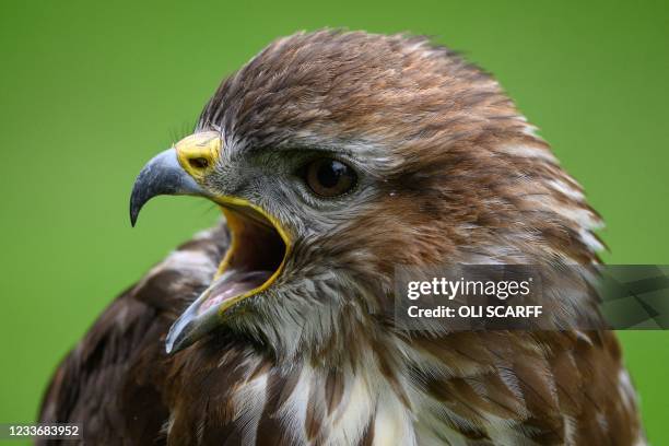 Eurasian Buzzard is pictured at the British Falconry Fair, held at the National Centre for Birds of Prey at Duncombe Park in northern England on June...