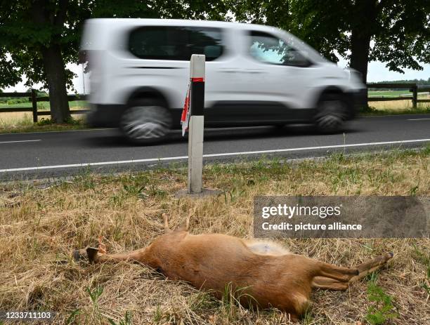 June 2021, Brandenburg, Trampe: After a collision with a vehicle, a dead deer lies on the side of the road. Photo: Patrick Pleul/dpa-Zentralbild/ZB