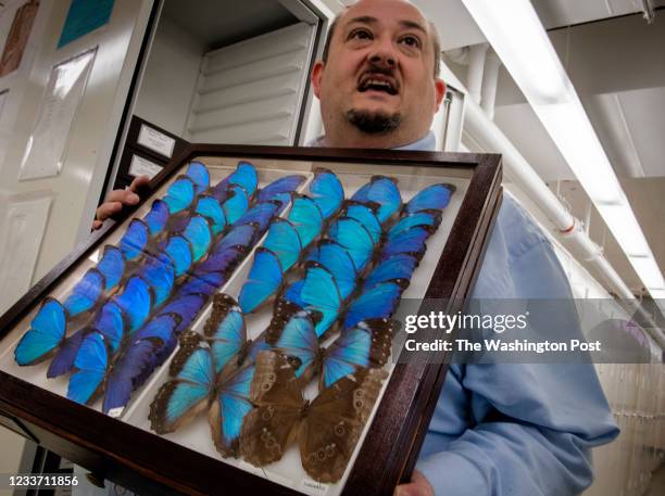 Ed Riley Insect Collection Butterfly Collection Museum Photos and Premium High Res Pictures ...