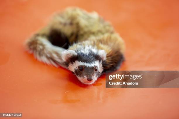 Marbled polecat, that was found exhausted, is being treated at the Dicle Wild Animal Rescue and Rehabilitation Center in Turkey's eastern Diyarbakir...