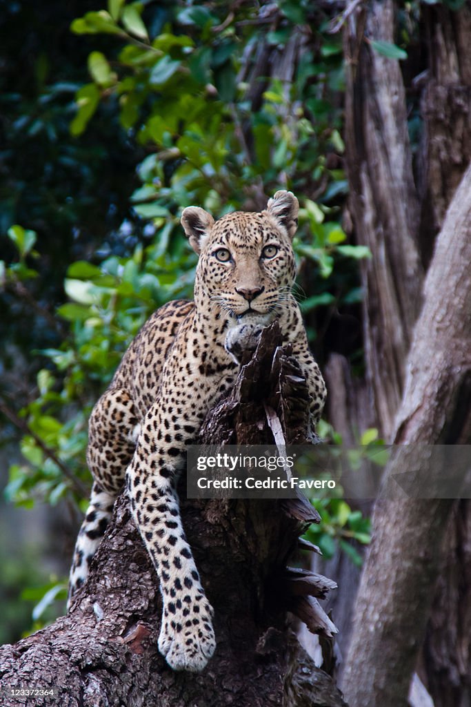 Female leopard laying on branch