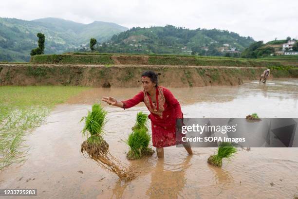 Nepalese woman moves rice seedling during the National paddy day. Nepalese farmers celebrate National Paddy Day which marks the start of the annual...