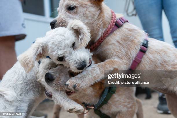 June 2021, Hessen, Hanau: Puppies play during puppy class at a dog school. To dpa: "First loved, then deported?"). Photo: Sebastian Gollnow/dpa