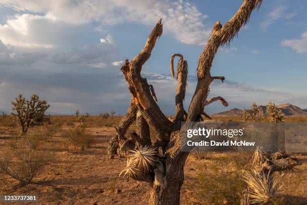 In an aerial view, Joshua trees are stressed and dying as ecosystems are increasingly affected by worsening drought on June 30, 2021 north of...