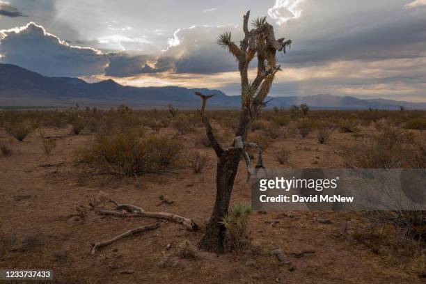 In an aerial view, a Joshua tree is dying as ecosystems are increasingly affected by worsening drought on June 30, 2021 north of Kingman, Arizona....