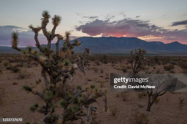 In an aerial view, Joshua trees, many stressed and some dying, are seen as ecosystems are increasingly affected by worsening drought on June 30, 2021...