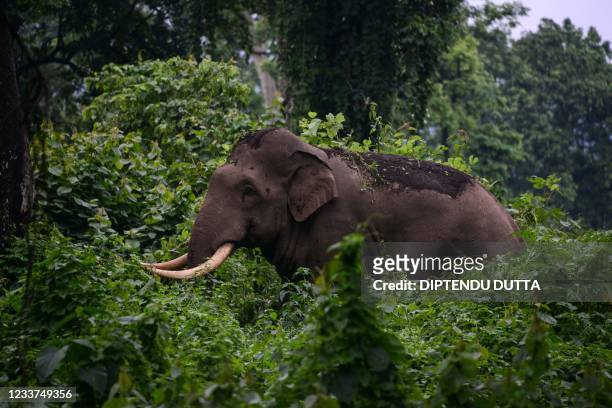 Wild male elephant grazes at the Mahananda Wildlife Sanctuary on the outskirts of Siliguri on July 1, 2021.