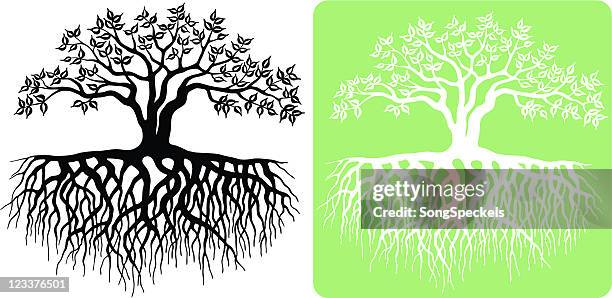 tree with roots - witchhazel stock illustrations