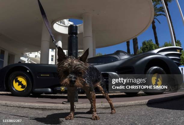 Dog stands in front of a Batmobile, parked in front of the Martinez palace in Cannes, Southeastern France, on July 4 two days before the start of the...