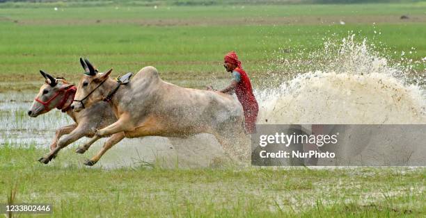 Cattle Racing Cattle Race In India Photos and Premium High Res Pictures - Getty Images