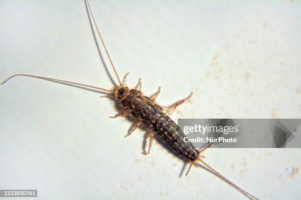 Fishtail Insect 47 Silverfish Pest Stock Photos, High-Res Pictures, and Images - Getty ...