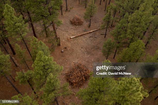 In an aerial view, piles of cut pine trees from a forest-thinning project to reduce vegetation that could burn during a wildfire are seen among...