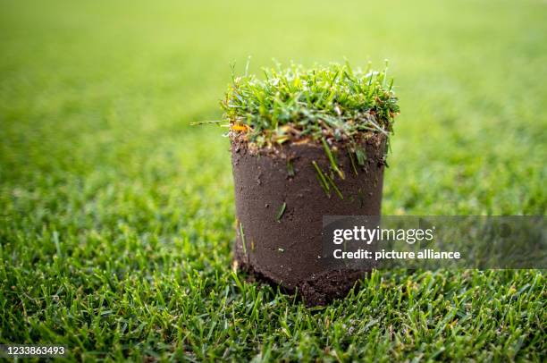 June 2021, Mecklenburg-Western Pomerania, Alt Zachun: A sample of the future turf for a football stadium stands on the cultivation area. Leading...