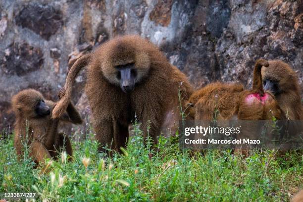 Guinea baboon monkeys in Cabarceno Nature Park. The Cabarceno Nature Park is not a conventional zoo. It is an area of 750 hectares that houses almost...