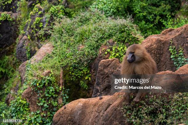 Guinea baboon in Cabarceno Nature Park. The Cabarceno Nature Park is not a conventional zoo. It is an area of 750 hectares that houses almost 120...