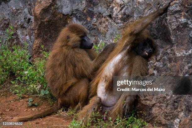 Guinea baboon monkeys deworming in Cabarceno Nature Park. The Cabarceno Nature Park is not a conventional zoo. It is an area of 750 hectares that...