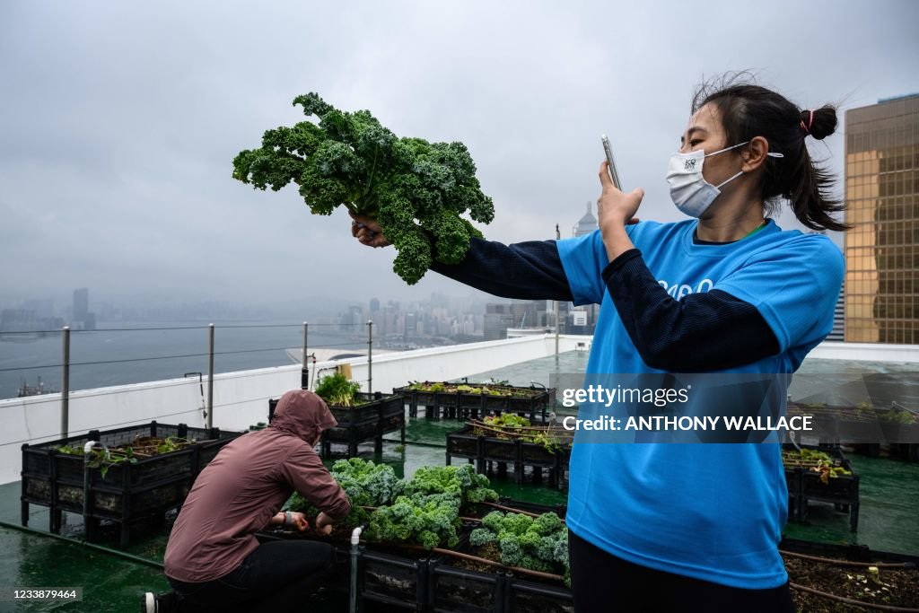 HONG KONG-CHINA-LIFESTYLE-ENVIRONMENT-FARMING