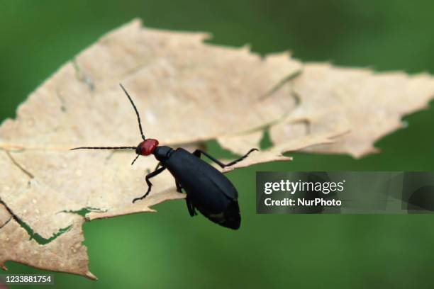 Black and red beetle on a leaf in Himachal Pradesh in July 02, 2010.