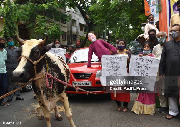 Cow Rally The Screaming Cow Photos and Premium High Res Pictures - Getty Images