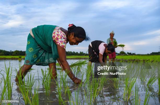 Women farmer planting rice saplings at a paddy field in Baghmara village in Baksa district of Assam, India on 10 July 2021. Summer crop plating lags...