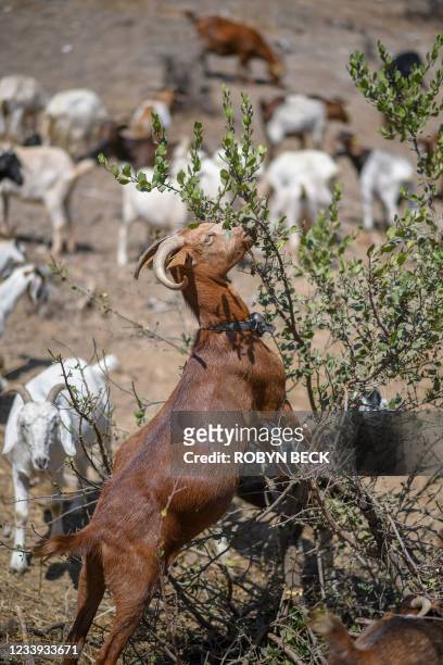 Goats eat vegetation to reduce potential fuel for wildfires, July 7 in the wildland/urban interface in Glendale, California. Their mission, should...