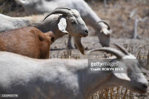Goats eat vegetation to reduce potential fuel for wildfires, July 7 in the wildland/urban interface in Glendale, California. - Their mission, should...