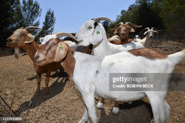 Goats wait to enter their pen for a rest after a morning of eating overgrown brush vegetation to reduce potential fuel for wildfires, July 7 in the...