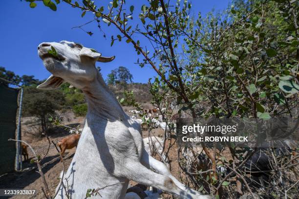Goats eat vegetation to reduce potential fuel for wildfires, July 7 in the wildland/urban interface in Glendale, California. - Their mission, should...