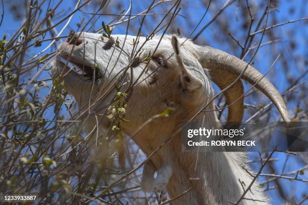 Goats eat vegetation to reduce potential fuel for wildfires, July 7 in the wildland/urban interface in Glendale, California. Their mission, should...