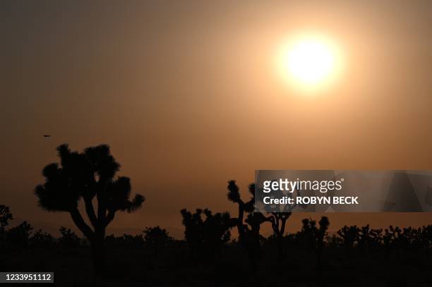 The sun sets behind Joshua Trees in Lancaster, California where temperatures reached 107 degrees Fahrenheit today, July 12, 2021. - Wildfires were...