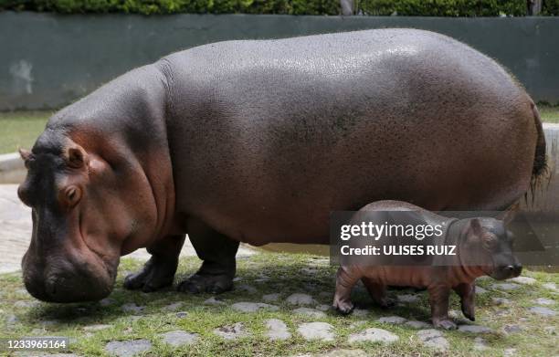 Male hippo calf born on June 27 walks next to his mother Tami at the Guadalajara Zoo in Guadalajara, Mexico, on July 13, 2021.