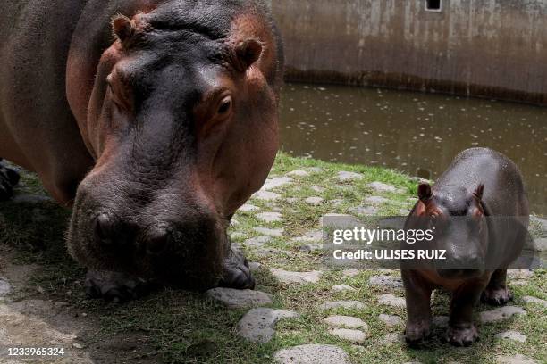 Male hippo calf born on June 27 walks next to his mother Tami at the Guadalajara Zoo in Guadalajara, Mexico, on July 13, 2021.