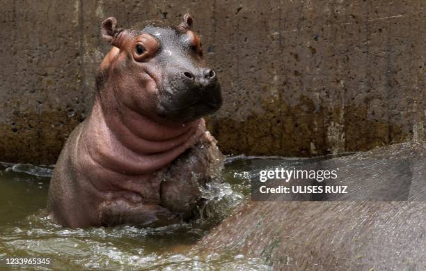 Male hippo calf born on June 27 swims next to his mother Tami at the Guadalajara Zoo in Guadalajara, Mexico, on July 13, 2021.