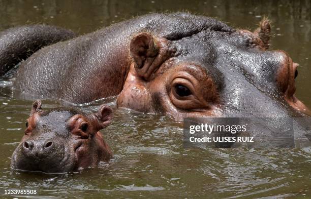 Male hippo calf born on June 27 swims next to his mother Tami at the Guadalajara Zoo in Guadalajara, Mexico, on July 13, 2021.