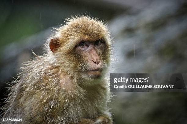 Rhesus macaque looks on under heavy rainfall at the Zoo Parc of Beauval in Saint-Aignan, Centre France on July 13, 2021.