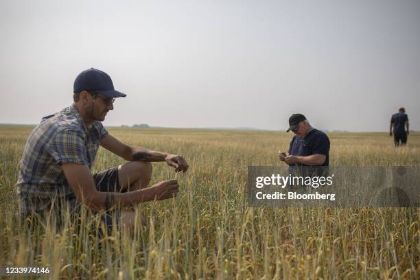 Farmer inspects barley plants beside a crop insurance field inspector, right, during a drought on a grain farm near Osler, Saskatchewan, Canada, on...