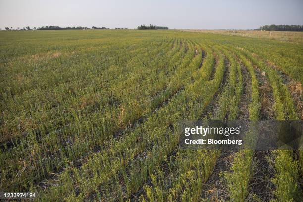 Stunted growth on a drought stricken flax crop on a grain farm near Osler, Saskatchewan, Canada, on Tuesday, July 13, 2021. A prolonged lack of...