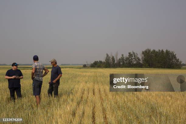 Farmers speak to a crop insurance field inspector, left, during a drought on a grain farm near Osler, Saskatchewan, Canada, on Tuesday, July 13,...