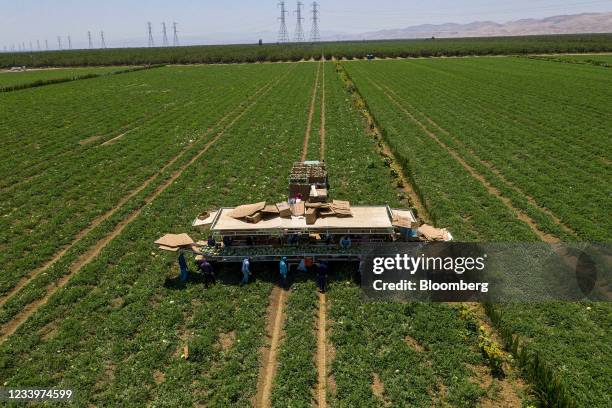Workers harvest cantaloupe on a farm during a drought in Firebaugh, California, U.S., on Tuesday, July 13, 2021. Battered by drought and heat waves...