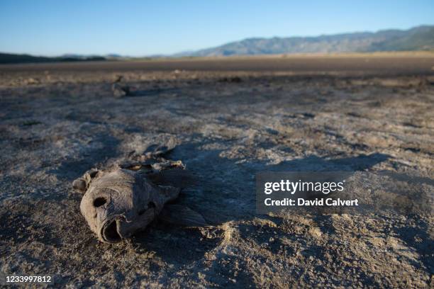 Dead fish on the dry lake bed of Little Washoe Lake on July 15, 2021 in Washoe City, Nevada. According to the Nevada Department of Wildlife, the lake...