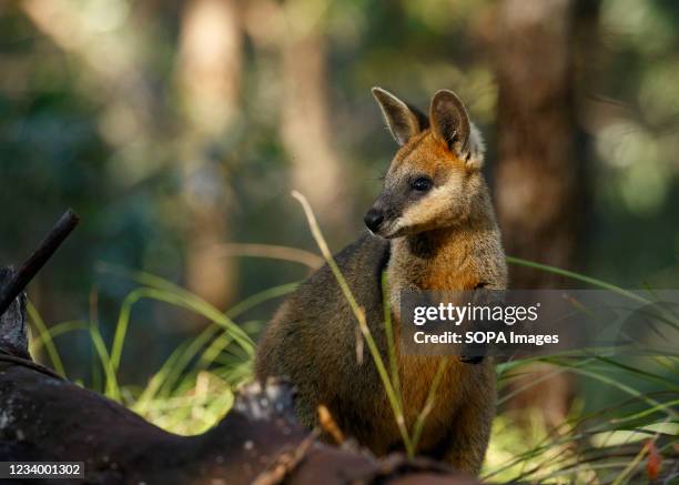 6934 Wallaby Stock Photos High Res Pictures And Images Getty Images
