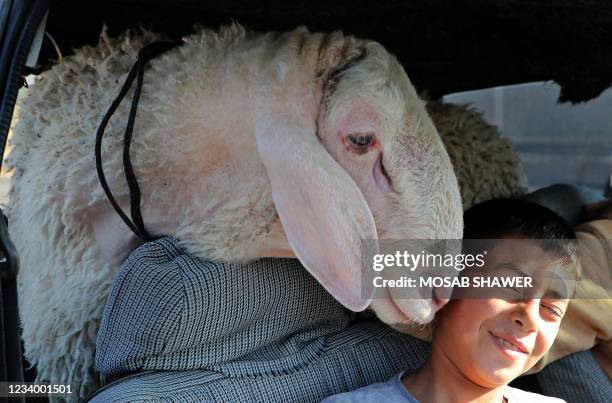 Palestinian boy reacts to a sheep at a livestock market ahead of the Eid al-Adha in Hebron in the occupied West Bank on July 16, 2021. - Known as the...