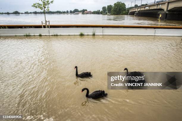 Swans swim in the high water of the Maas / Meuse river, in Roermond on July 16, 2021 after heavy rainfall of the previous days. - The death toll from...