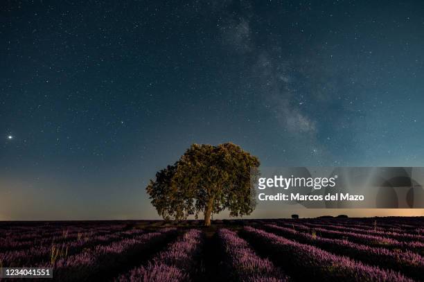 The Milky Way and Jupiter are seen on a clear summer night over a lavender field near the village of Brihuega, one of the largest plantations of...