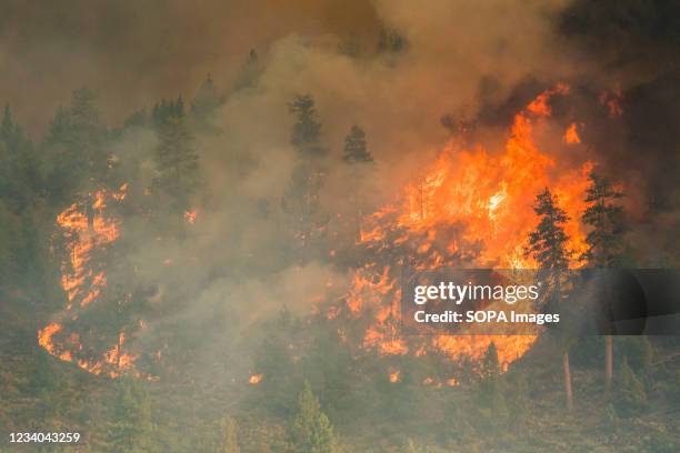 Fire engulfs trees at the Tamarack fire. The Tamarack fire continues to burn through more than 21,000 acres and is currently 0% contained. It was...