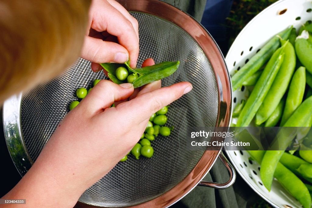 Peas and beans being podded