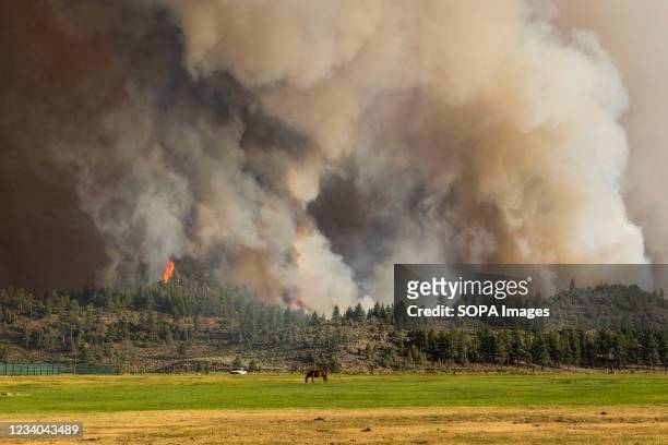 The Tamarack fire approaches agricultural property. The Tamarack fire continues to burn through more than 21,000 acres and is currently 0% contained....