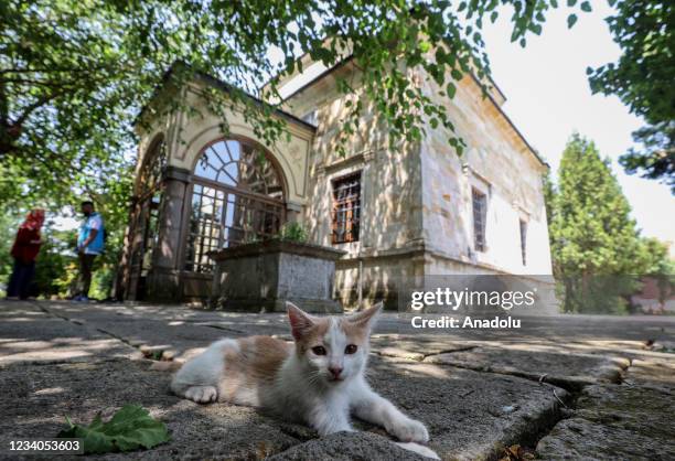 Cat is seen outside of the Tomb of Ottoman Sultan Murad I in Pristina, Kosovo on July 19, 2021. After the victory of the Kosovo War in 1389 under the...